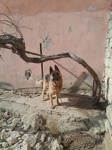 Pişiklər: Alman çoban iti, 3 il, Dişi, Peyvəndli — 5