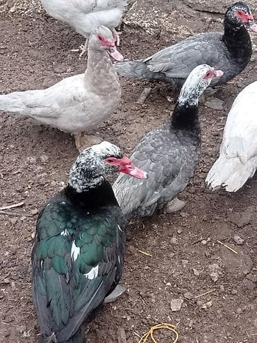 ordəy: Tam sağlam akdif bezekli lal ördekler sagılır.her bir rengden 1-cütdü — 6