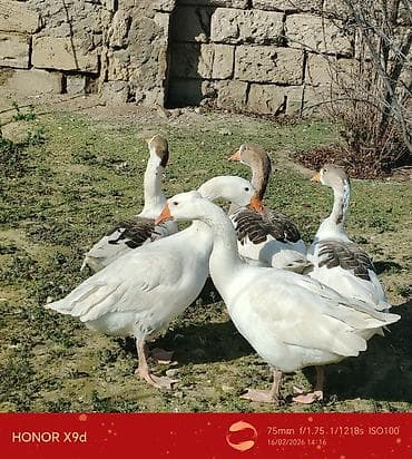 Keçilər, çəpişlər: 5 ədəd qaz satılır təcili Təsvir: - Şəkillərdə 5-6 baş qaz görünür. - — 4