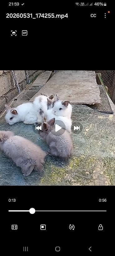 ana ari satisi: Angora tipli xırda dekorativ dovşan balaları. satılır. 25 m — 1