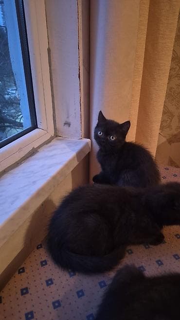 Şotland yastı qulaq, Erkək, Dişi, Yaxşı əllərə, Ünvandan götürmə, Pulsuz çatdırılma, Ödənişli çatdırılma — 3