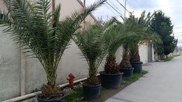 Böyük qablarda xurma (xurmapalması) bitkiləri - Növ: Dekorativ xurma