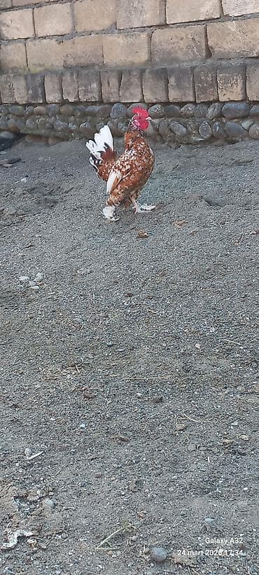 samuyan dermani: Toyuq, Damazlıq — 3