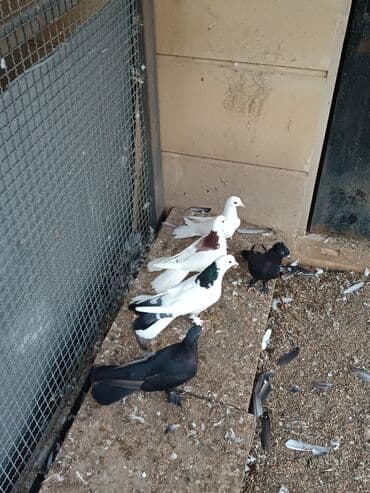 dəvəquşu yumurtası qiyməti: Şəkillərin hamısına baxın. hər cinsdə quşlar satılır . qiymət biri — 15