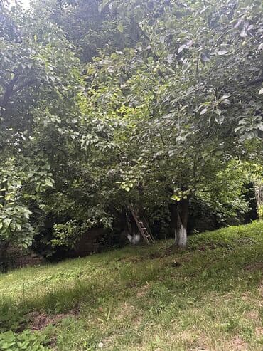 İçkilər: Salam Quba rayonunda Dağlı kəndinde 'Qırmızı qesebe' -nin üst — 5