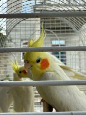 erkek papuqay adlari sa u ved 2ahukewimjzh3rkt8ahvxx4skhd8vaxyqfnoecaeqag usg aovvaw2hil44a28cmjmwibtj3at4: Korella danişan quşlar karella 8 ədəddi perlovka 4 dene ağlar 4 ədəd — 4