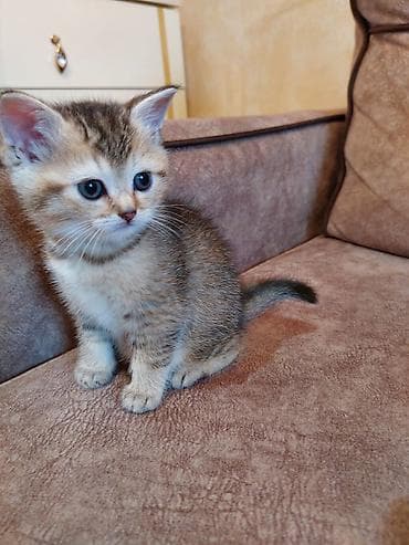 ordək bala: Britan, Erkək, Dişi, Yaxşı əllərə, Ünvandan götürmə, Pulsuz çatdırılma, Ödənişli çatdırılma — 2