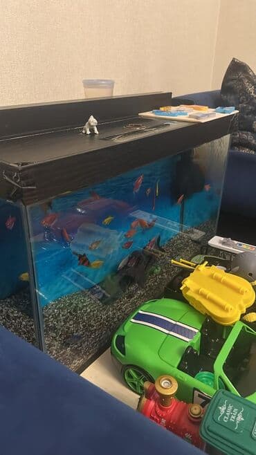 nemo baligi: Dördbucaq akvarium, Balıqlarla birlikdə, 80 l, Ünvandan götürmə — 2