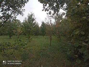 çilədağı bitkisi hardan almaq olar: Meyvə bağı – müxtəlif növ ağaclarla əkilmiş torpaq sahəsi Təsvir: - — 7