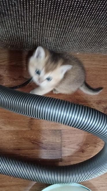 pişik siyam: Britan — 3