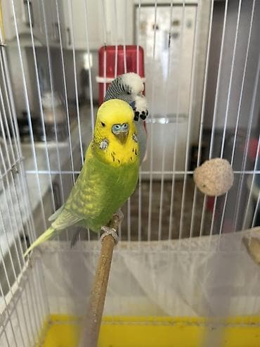 pomeranian satilir: Təmiz qan Çex tutuquşuları satılır 🦜 Quşlar çox sağlam, aktiv və — 8