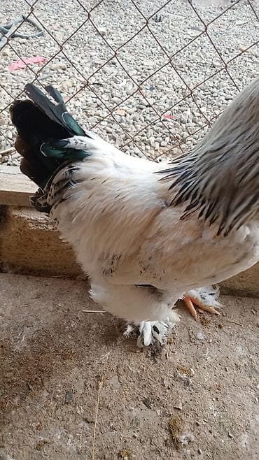 tap az afcarka: Damazliq 9 ayliq ağ-zərif rəng çalarında, quyruq lələkləri tünd — 5