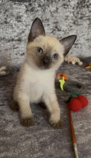 pişim: Siam, Erkək, Dişi — 2