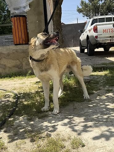 xasqi iti: Volkataf iti Təmiz qandır Arxa ayaqları 7barmaqdı 11aylıqdır — 4
