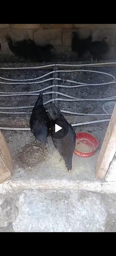 maral sekli: Avstoroq cuceleri 2si 2ayliqdir qalani 1ay yarımlıq ünvan Nardaran — 5