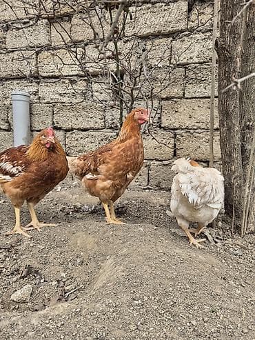 Heyvanlar üçün mallar: Toyuq, Yumurtalıq, Ünvandan götürmə — 6