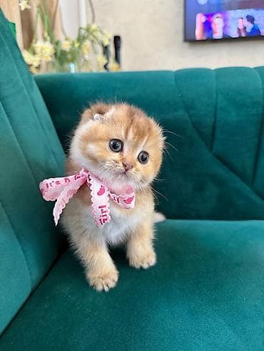 pisik sinsila: Şotland, Dişi — 1