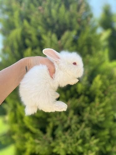 dovşan velikan: Nadir qırmızı gözlü dovşan sahibləndirilir! Çox baxımlı, tam sağlam — 2