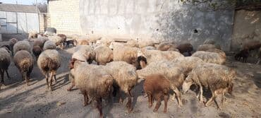 atla eşşəyin cütləşməsi: Qoyun sürüsü satılır - Sürüdə müxtəlif rəngli və tük quruluşlu ana — 6