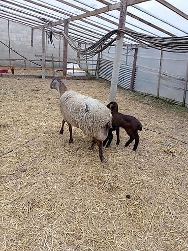 qala quzuları: Dişi, Qala, il: 1, 50 kq, Damazlıq, Ünvandan götürmə — 4