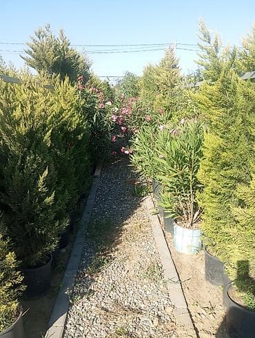 çöl bitkiləri: Bağ-bitki uşaq bağçası üçün müxtəlif dekorativ bitkilər və ağaclar — 10