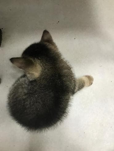 şirin pişikler: Tabbi — 4