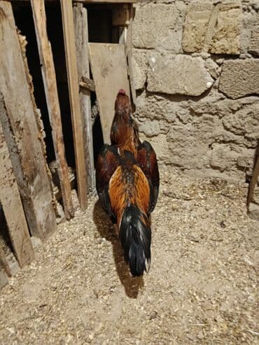 Gəmiricilər: Xoruz, il: 1, Ödənişli çatdırılma — 3