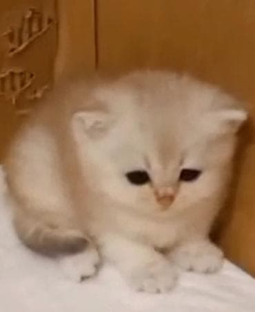 pişik ucun daraq: Britan, Erkək, Yaxşı əllərə, Ünvandan götürmə — 5