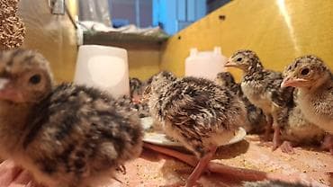 Hinduşkalar: 🥚 Damazlıq yumurta 2.50 🐥 Sağlam və aktiv balalar 7.50 manat ✅ Güclü — 9