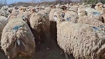 Mal-qara: Qoyun sürüsü – ətlik və yunun istehsalı üçün - Növ: yerli qarışıq — 4