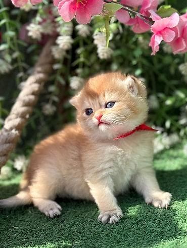 Кошки: Шотладская вислоухая — 2