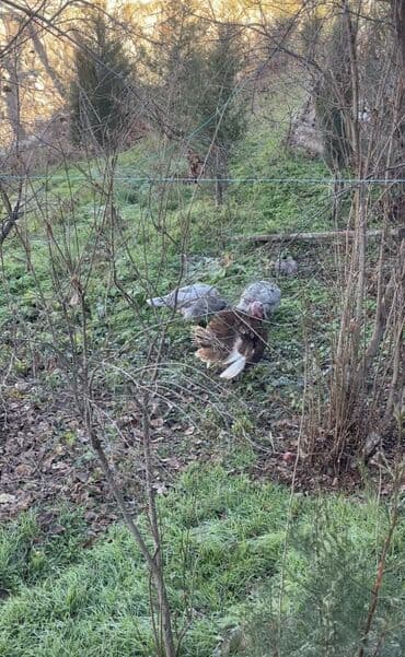 kənd təsərrüfatı heyvanları: Dişi, Kanada, Yumurtalıq, Ödənişli çatdırılma — 4