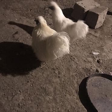 yapon toyuqu: Toyuq, Damazlıq — 1