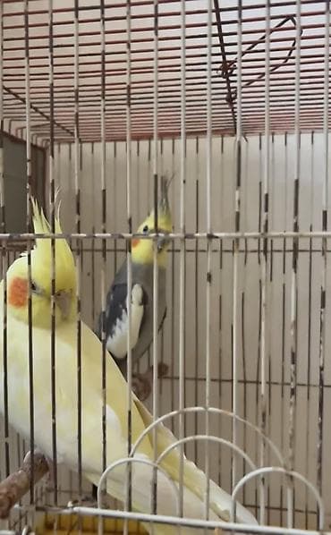 quş hini: Nymph (korella) cütü və qəfəs dəsti - Quşlar: 2 ədəd nymph/korella – — 4