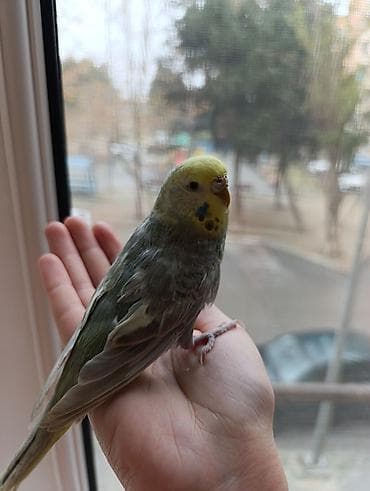 Məhsul: Dalmatian və sarı rəng çalarlarında iki dalmatian/rəngarəng