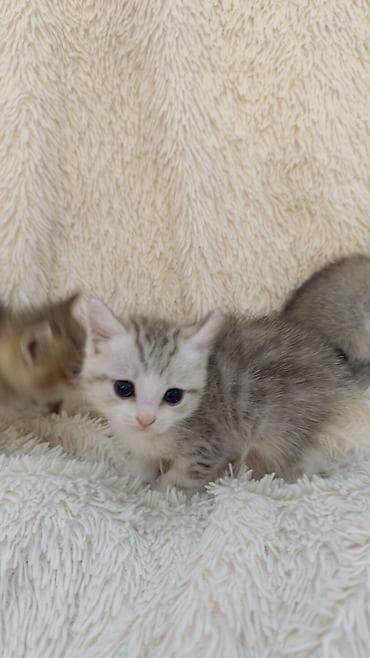 Tabbi, Erkək, Dişi, Ünvandan götürmə