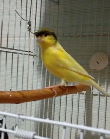 hind quşu baximi: Bülbül ərkək fevralda 1 yaşı oldu oxyur seçilmiş damazliq quşdu Sarı — 2