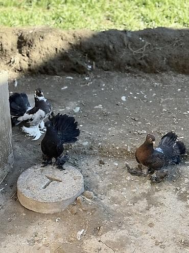 Proton: 3 Dene düşmüş London povlinleri satilir 
Ciddi alicilar yazsin — 2