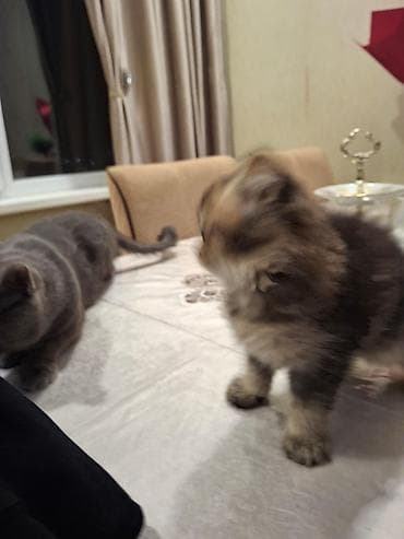 pişiy: Yaxşı əllərə — 9