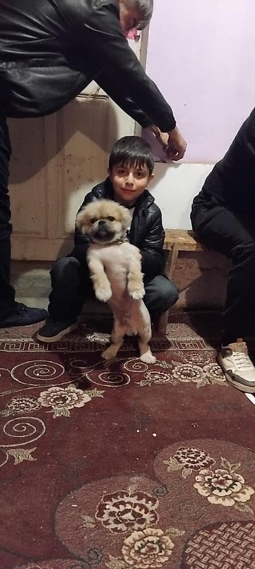 pitbull it: Pekines, Erkek — 4