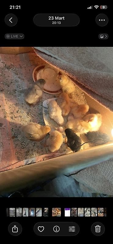 etlik cuceler: Toyuq cücələri, Damazlıq, Ünvandan götürmə — 1