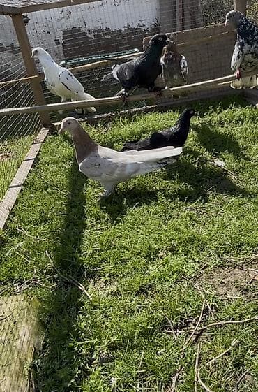 Попугаи: Goyercinler satilir — 1