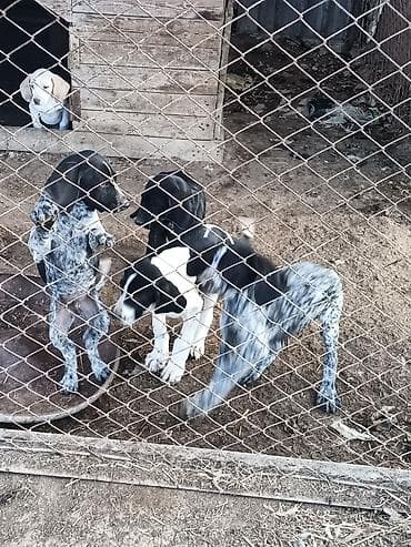 itlerin ucuz qiymete satisi: 2 ay, Erkek, Peyvəndli — 3