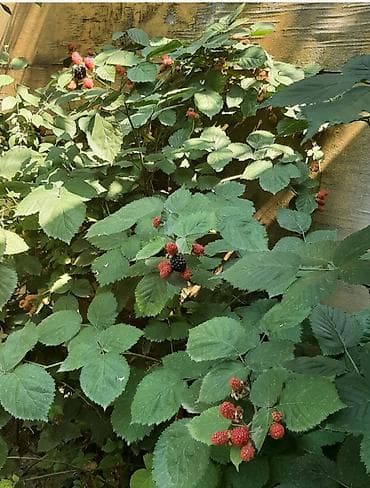 Böyürtgən tinqləri satılır. Xarici sortdur iri böyürtgənləri olur