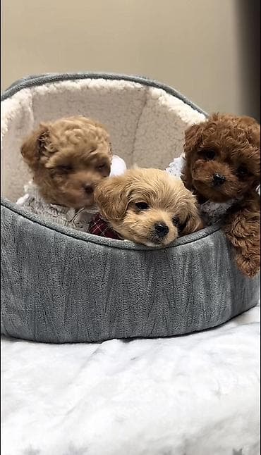 Gəmiricilər: Malta bolonka, 2 ay, Erkek, Ödənişli çatdırılma — 3