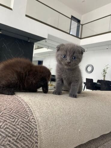 американский вислоухий кот: Шотладская вислоухая — 2