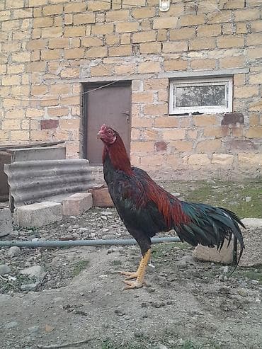 tap.az it satisi: Xoruz, il: 1, Ödənişli çatdırılma — 2