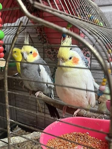 sumqayit papuqay: Məhsul: 1 dişi,1 erkək Korellaj və papuqaylar var. Korellanın 1 i — 1