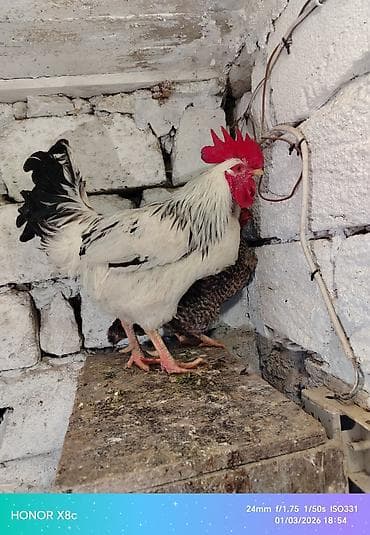 serebrist toyuq: Toyuq, Damazlıq — 5