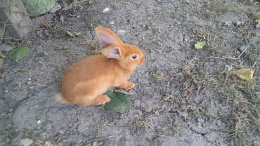 купить домик для кота: Çox şirin və canlı bir heyvandır. Bu balaca heyvanlar evdə — 1